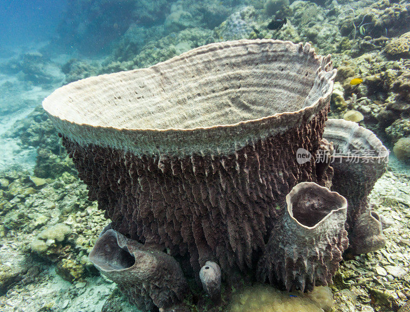 桶状海绵(Xestospongia testudinaria)、鞭珊瑚(Junceella)和海扇珊瑚(柳珊瑚)。受破坏的脆弱生态系统海洋环境中的珊瑚礁白化。